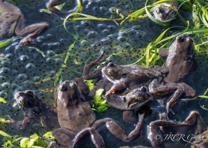 Frogs climb over each other in mating season
