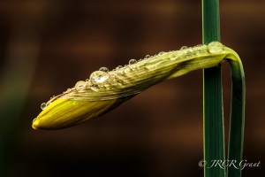 Daffodil bud bejewelled by the latest shower.