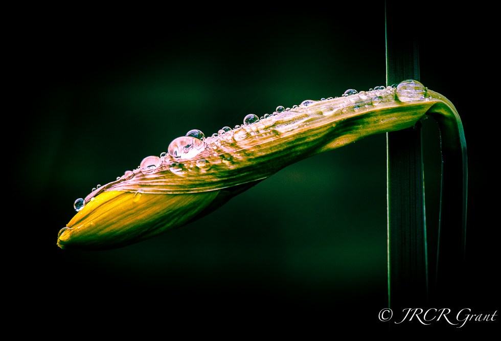 Daffodil processed in Lightroom