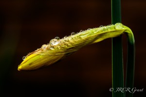 Daffodil bud laced with a rain shower