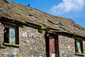 A lone croe stand on a barn roof,standing out against the azure sky.