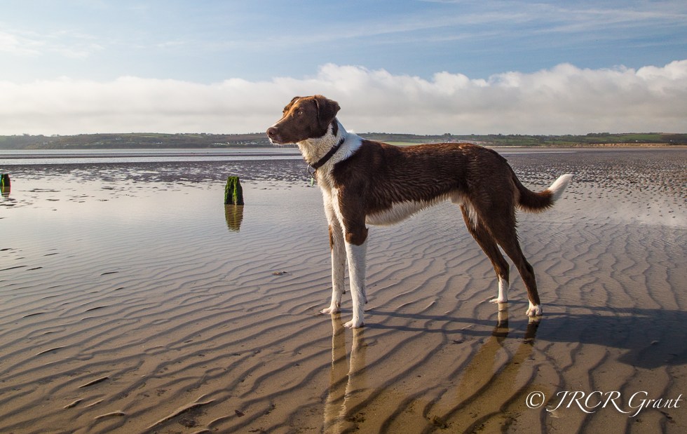 The Hound poses on the beach