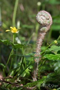 Life from the forest floor