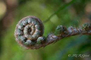 A Fern's coil reaches out like that of a chameleon's tongue