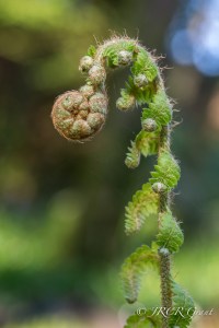 A young fern uncoiling, new leaves to the fore