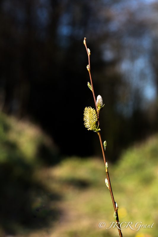 Pussy willow buds in the delight of spring