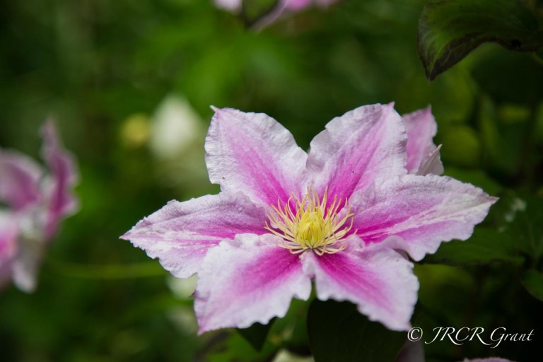 flower-1