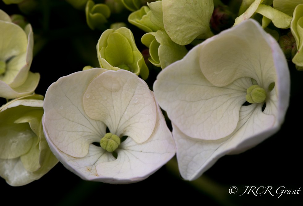 Hydrangea flower buds