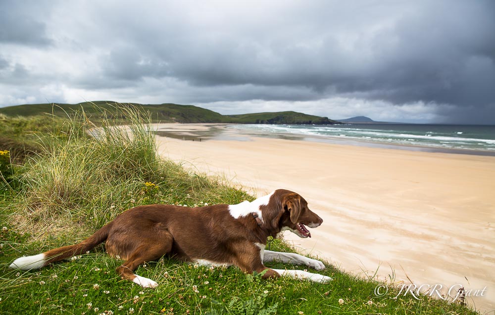 Beautiful dog perches above a deserted sandy beach in County Donegal, Ireland