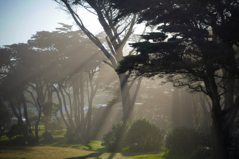 muriwai beauty-1220429