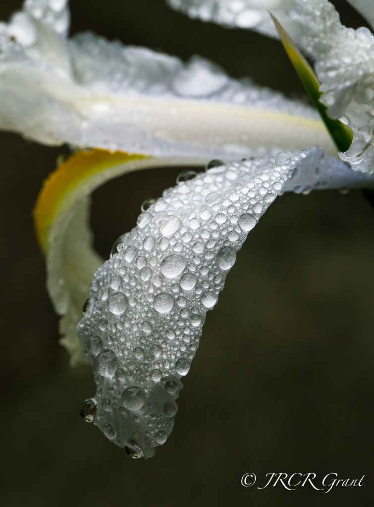 An iris petal is crowned with a thousand water droplets