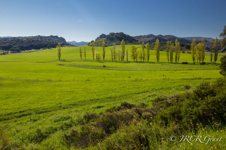 Poplar Trees break up a green plain