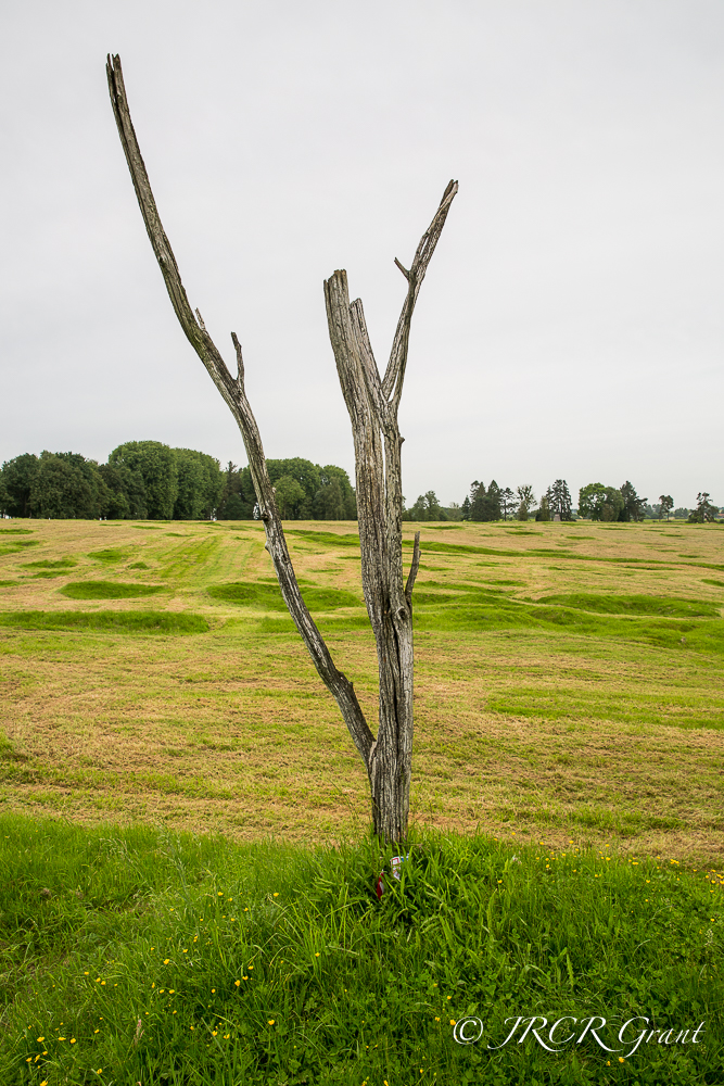 The Danger Tree at Beaumont Hamel