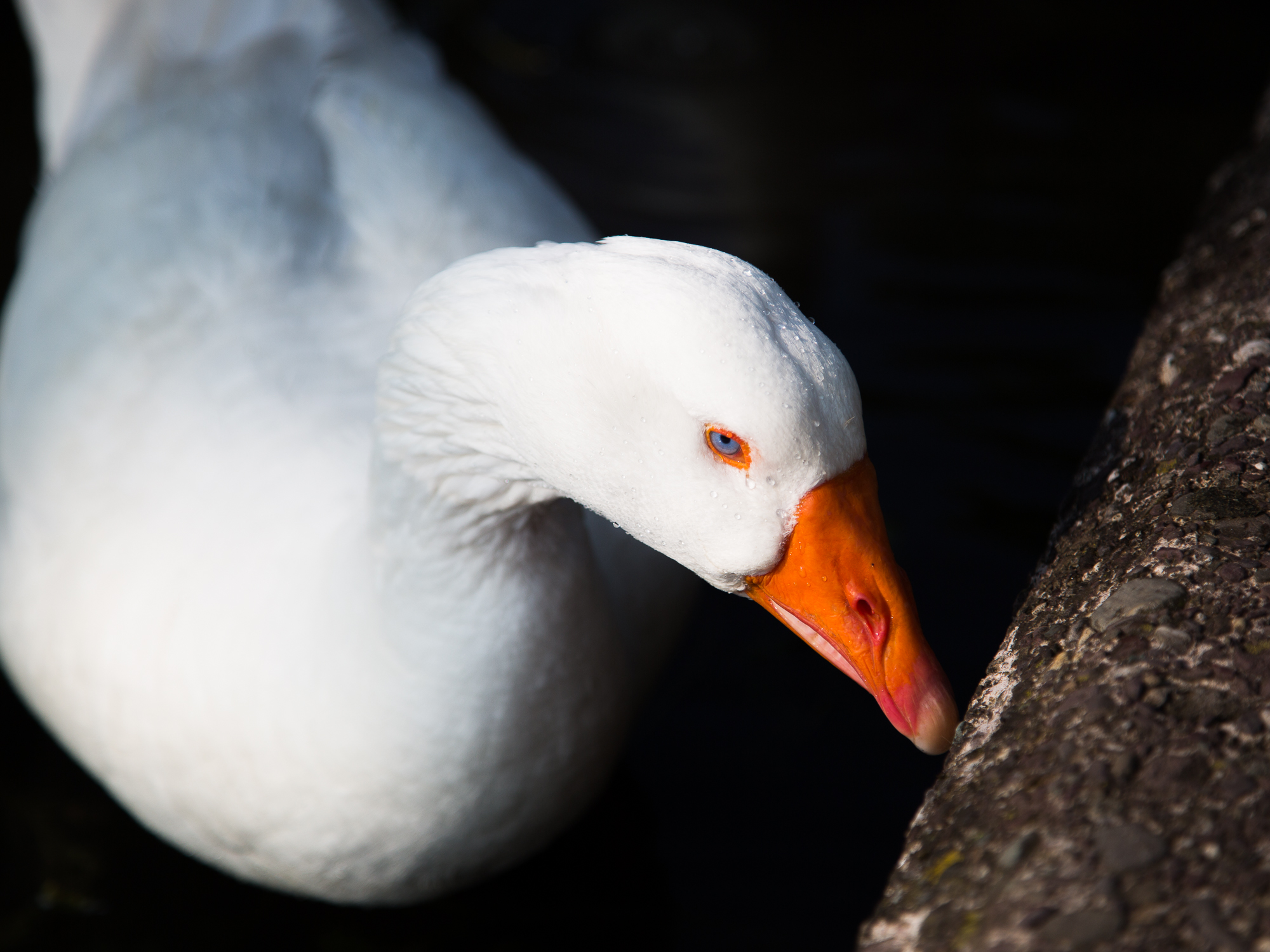 A white duck with sparkling blue eyes