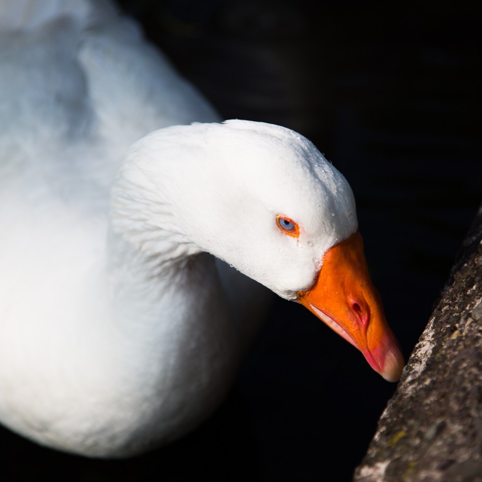 A white duck with sparkling blue eyes