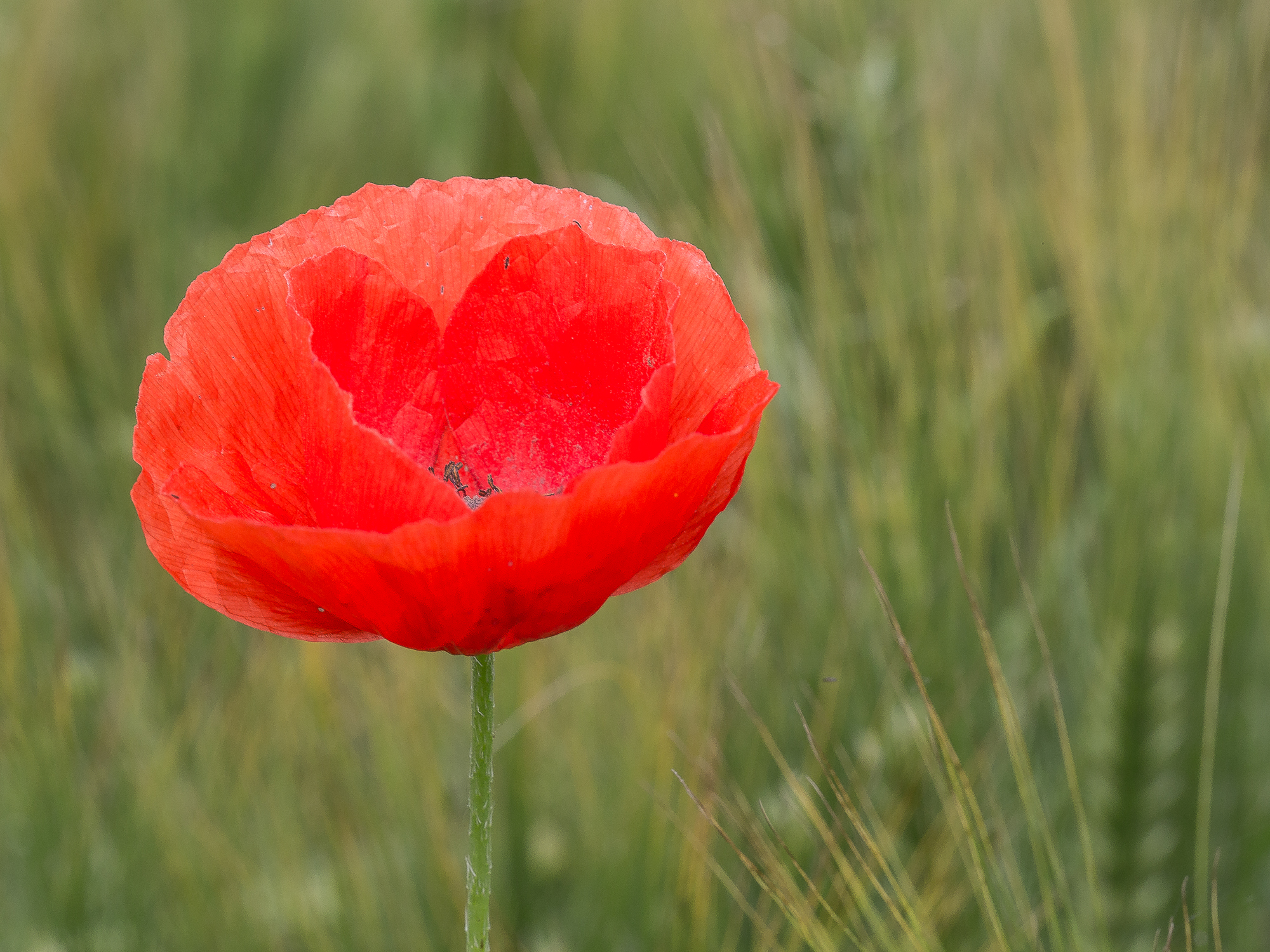 Poppy in a field of Corn, Picardy
