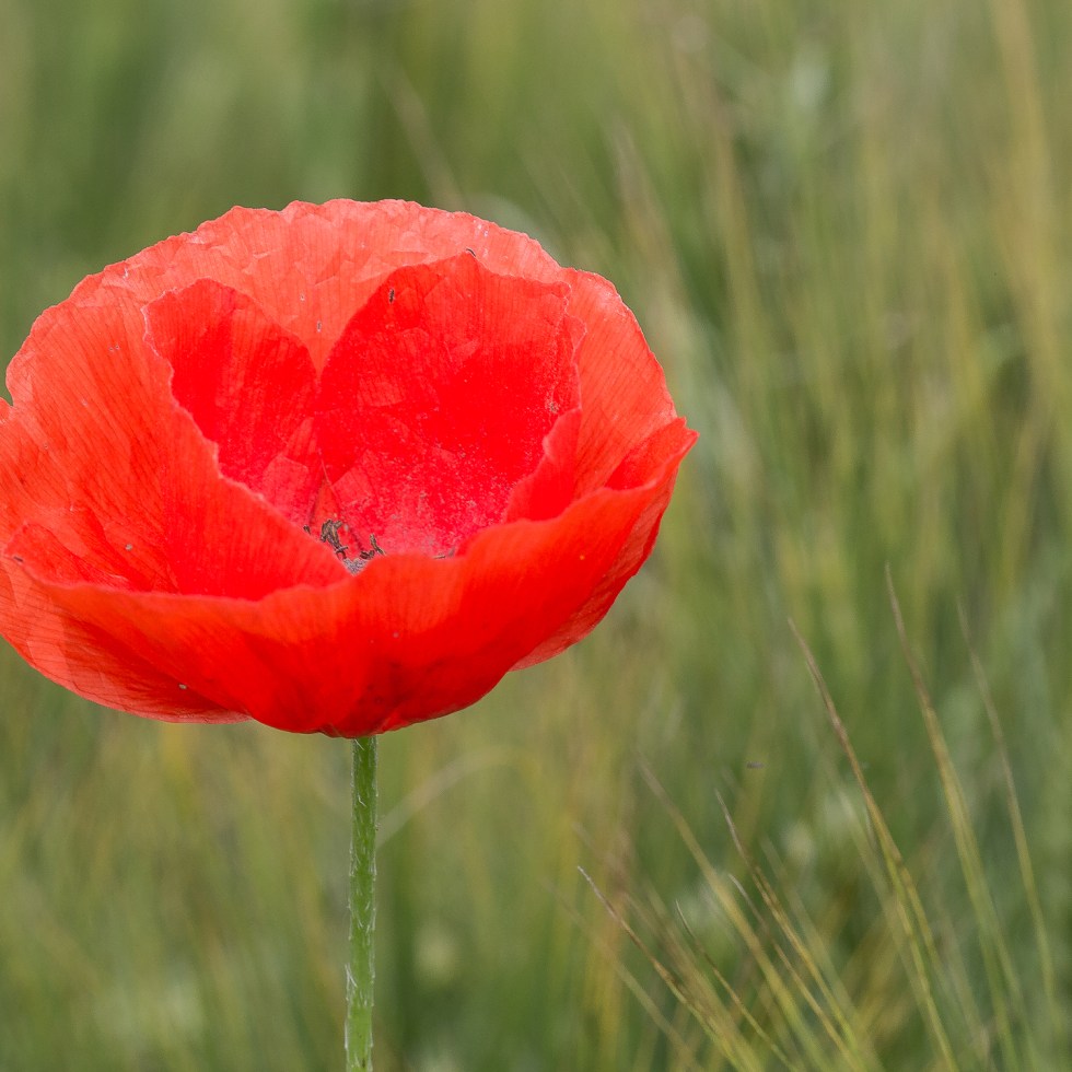 Poppy in a field of Corn, Picardy
