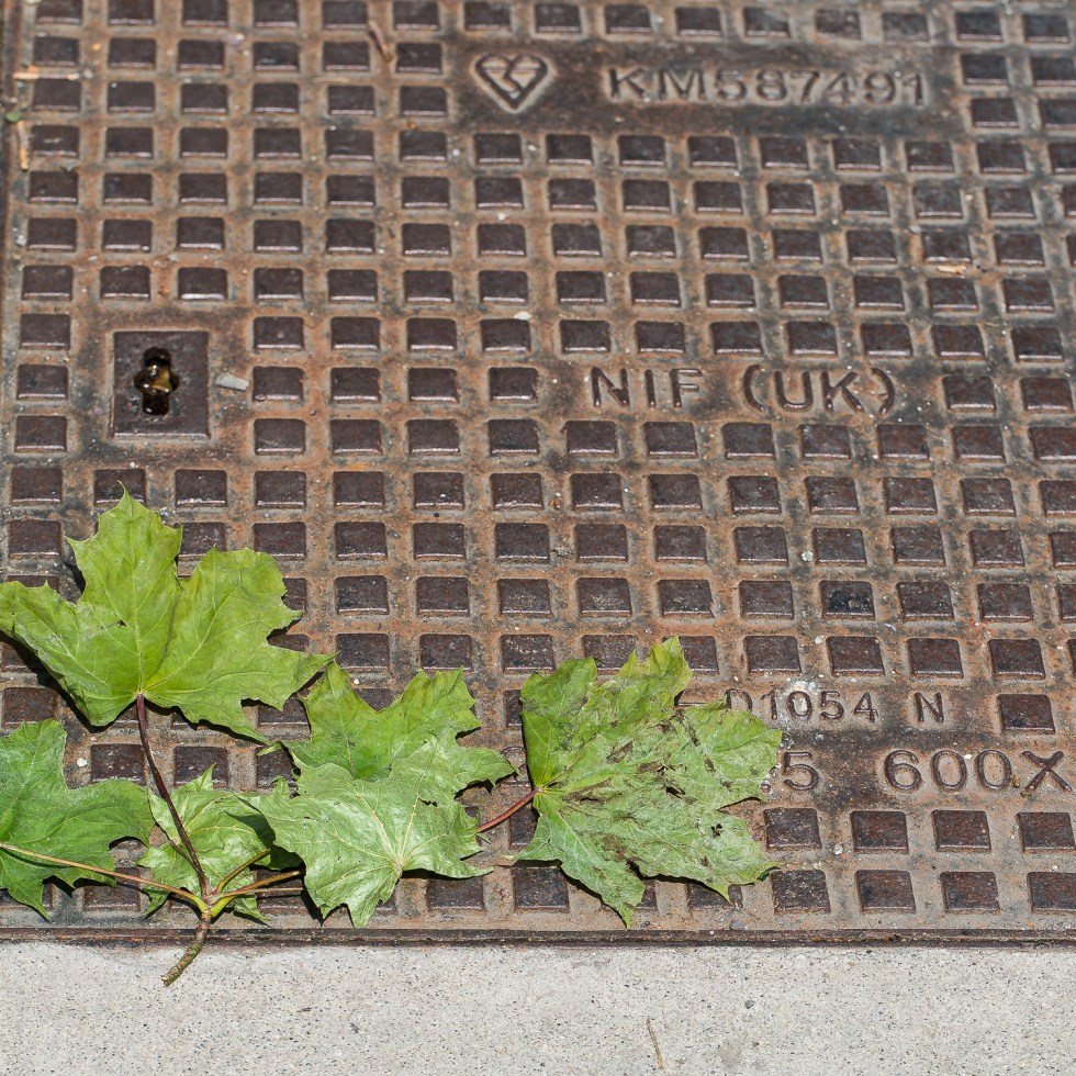 Fallen green leaves on a draincover provide a sharp contrast