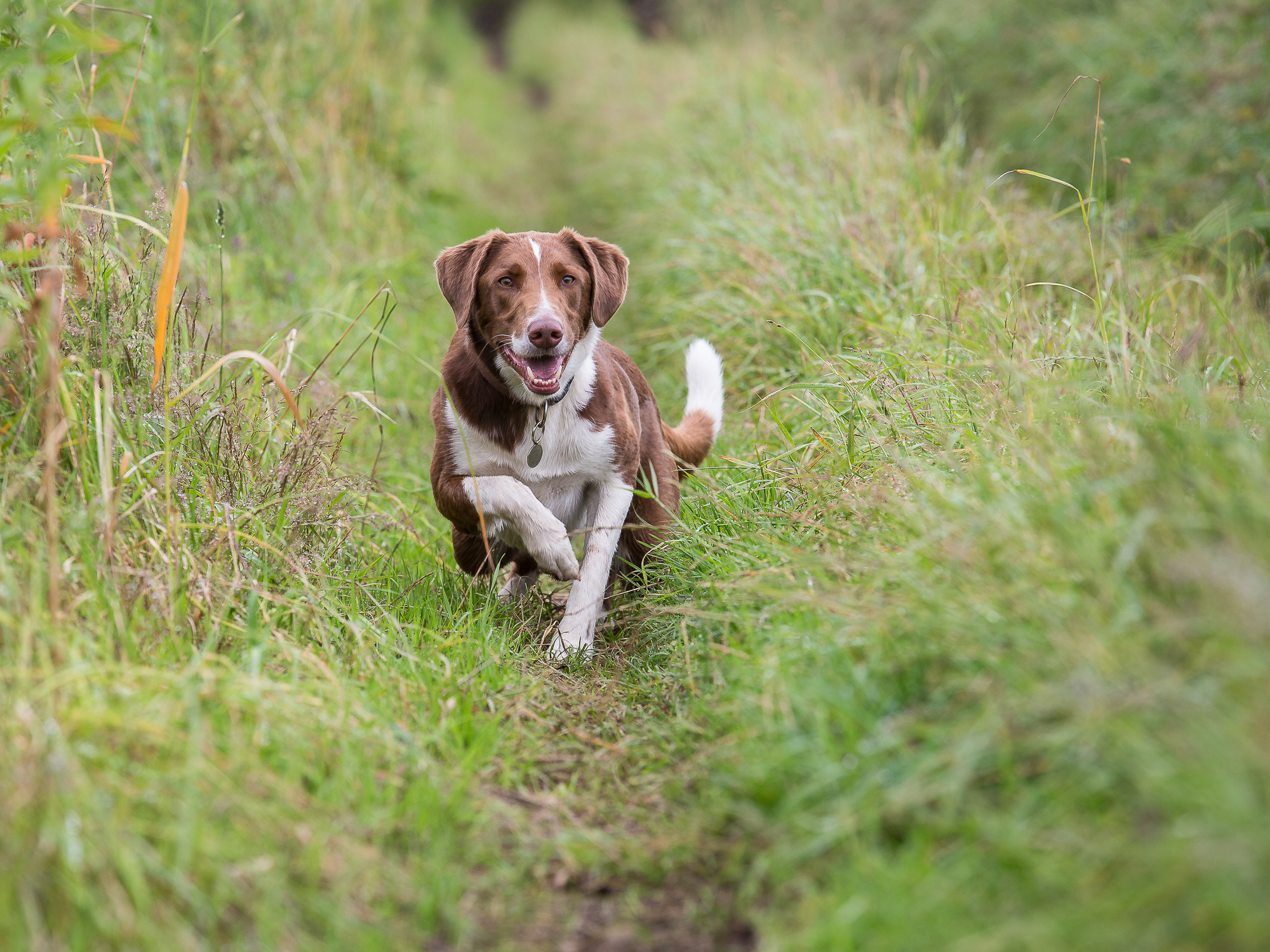 The Hound in the long grass, accelerates towards its target
