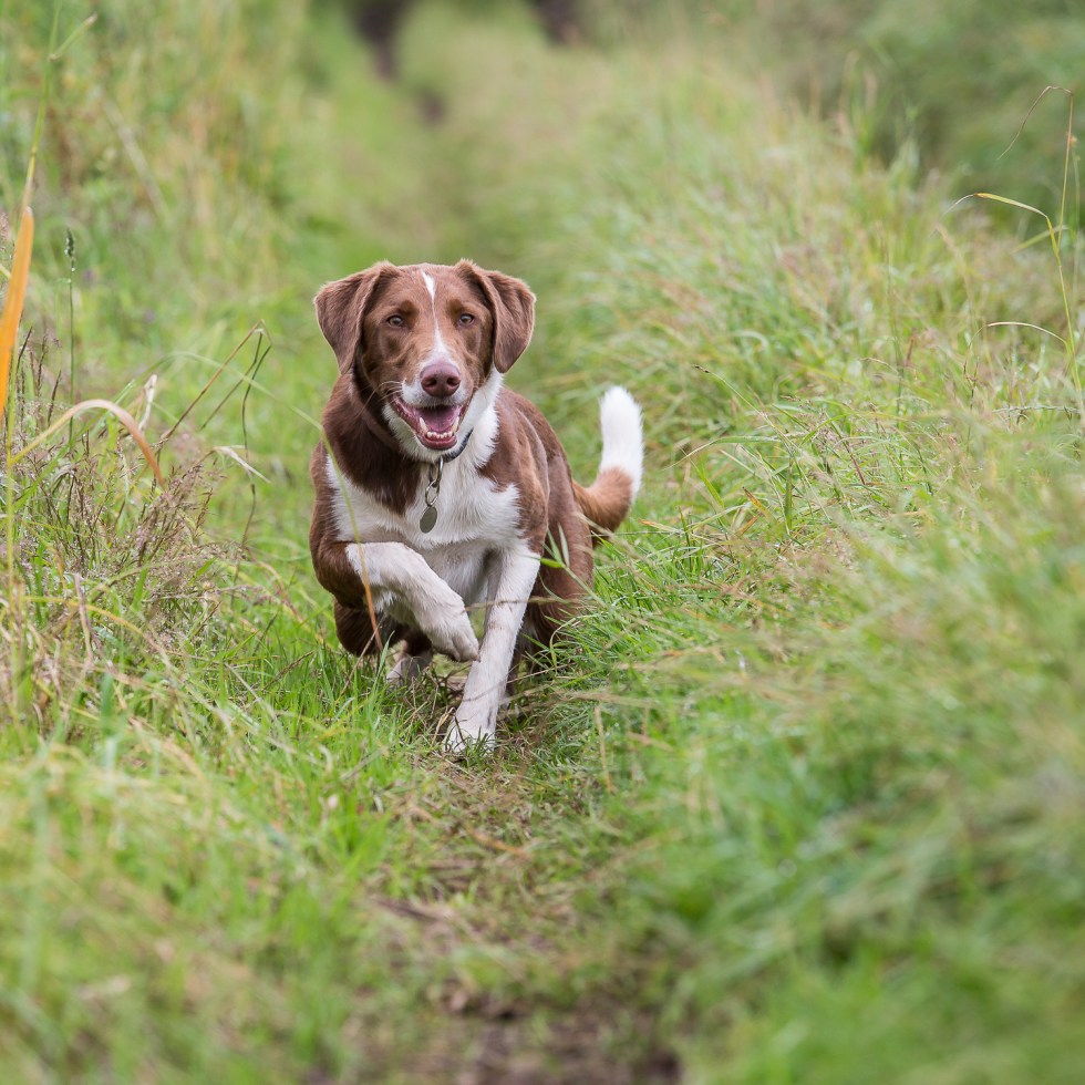 The Hound in the long grass, accelerates towards its target