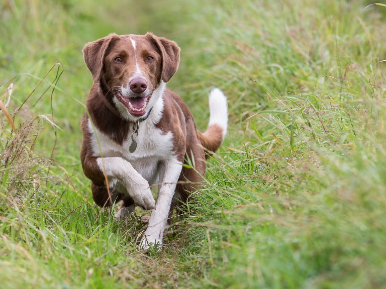Mongrel Hound launches himself from the long grass