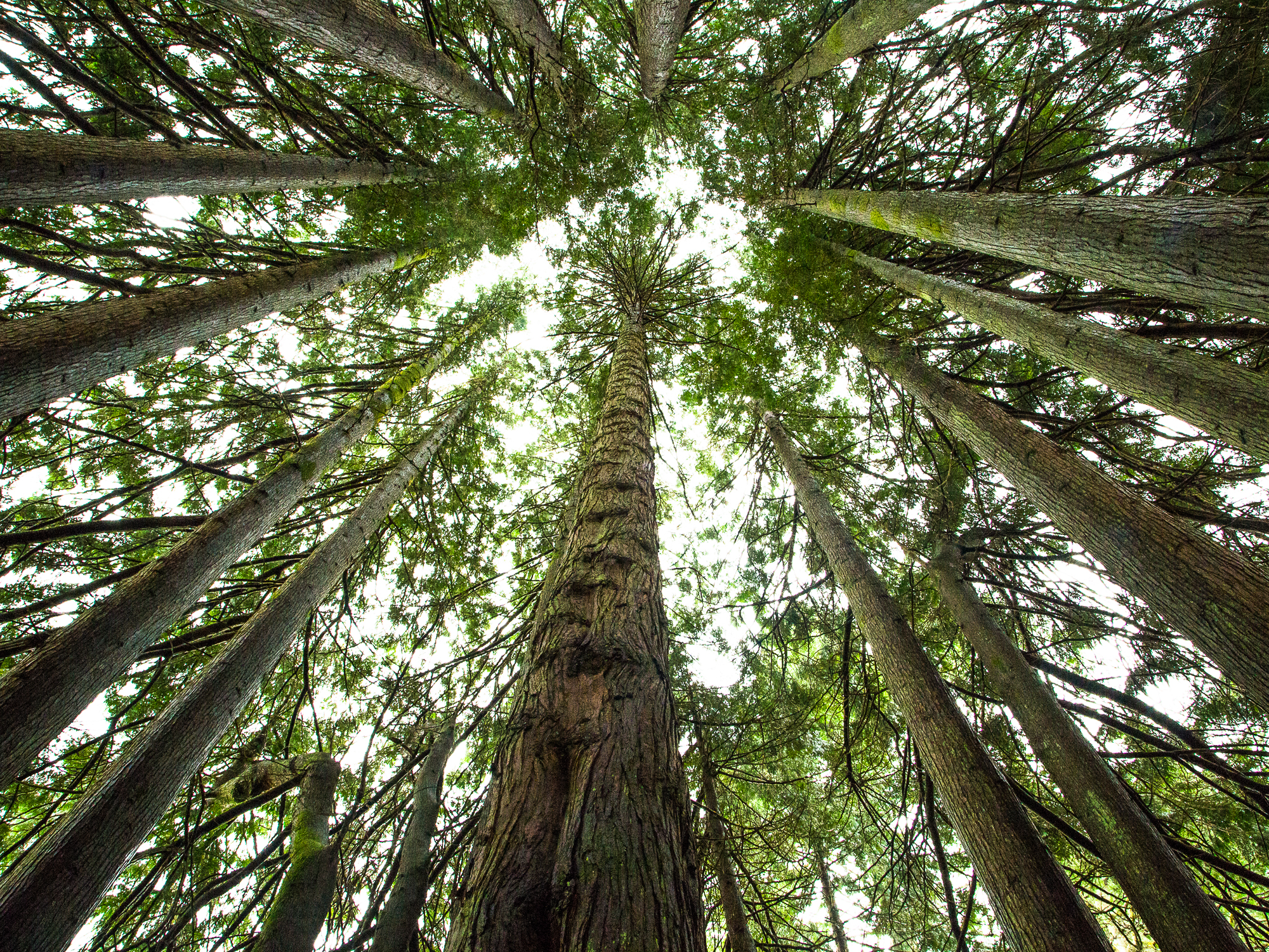 Pine trees reach for the sky