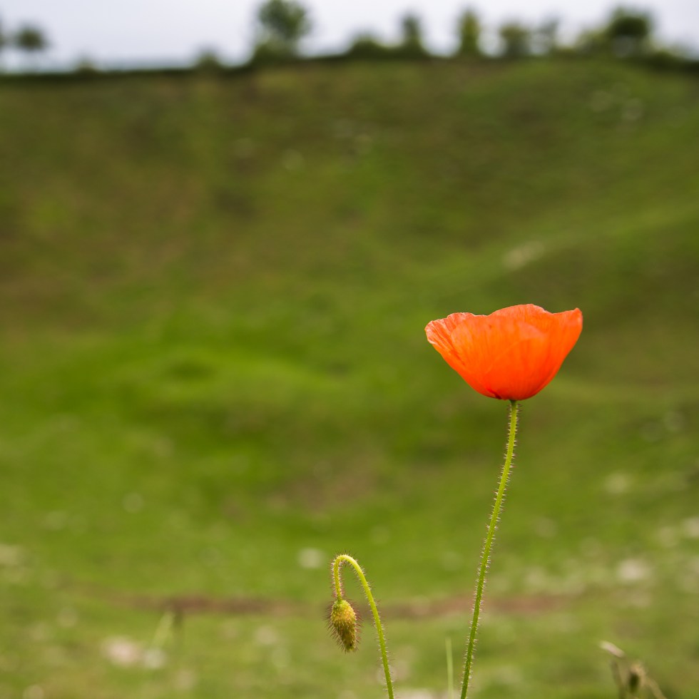 A lone poppy stands at the edge of the Lochnagar Crater