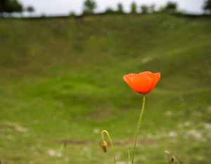 A lone poppy stands at the edge of the Lochnagar Crater