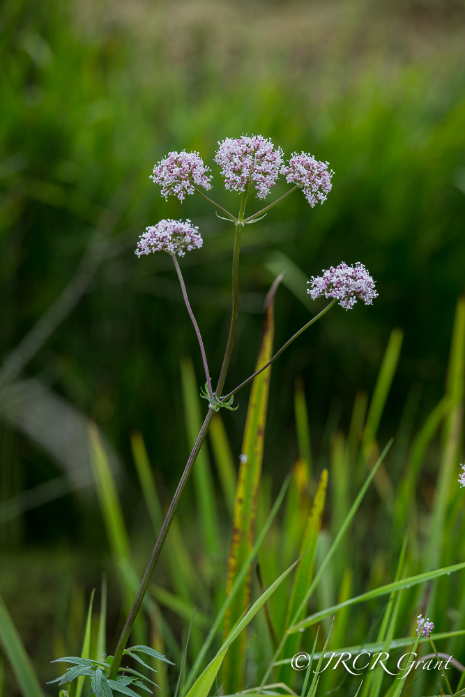 A delicate flower of the bog