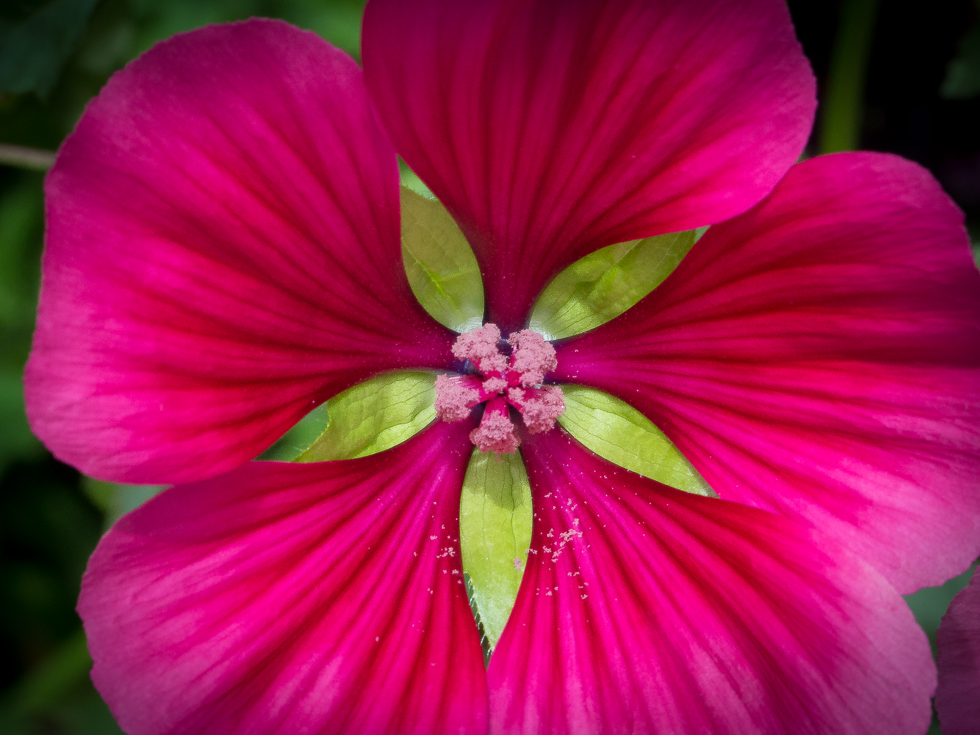 A garden flower brightens up the scene