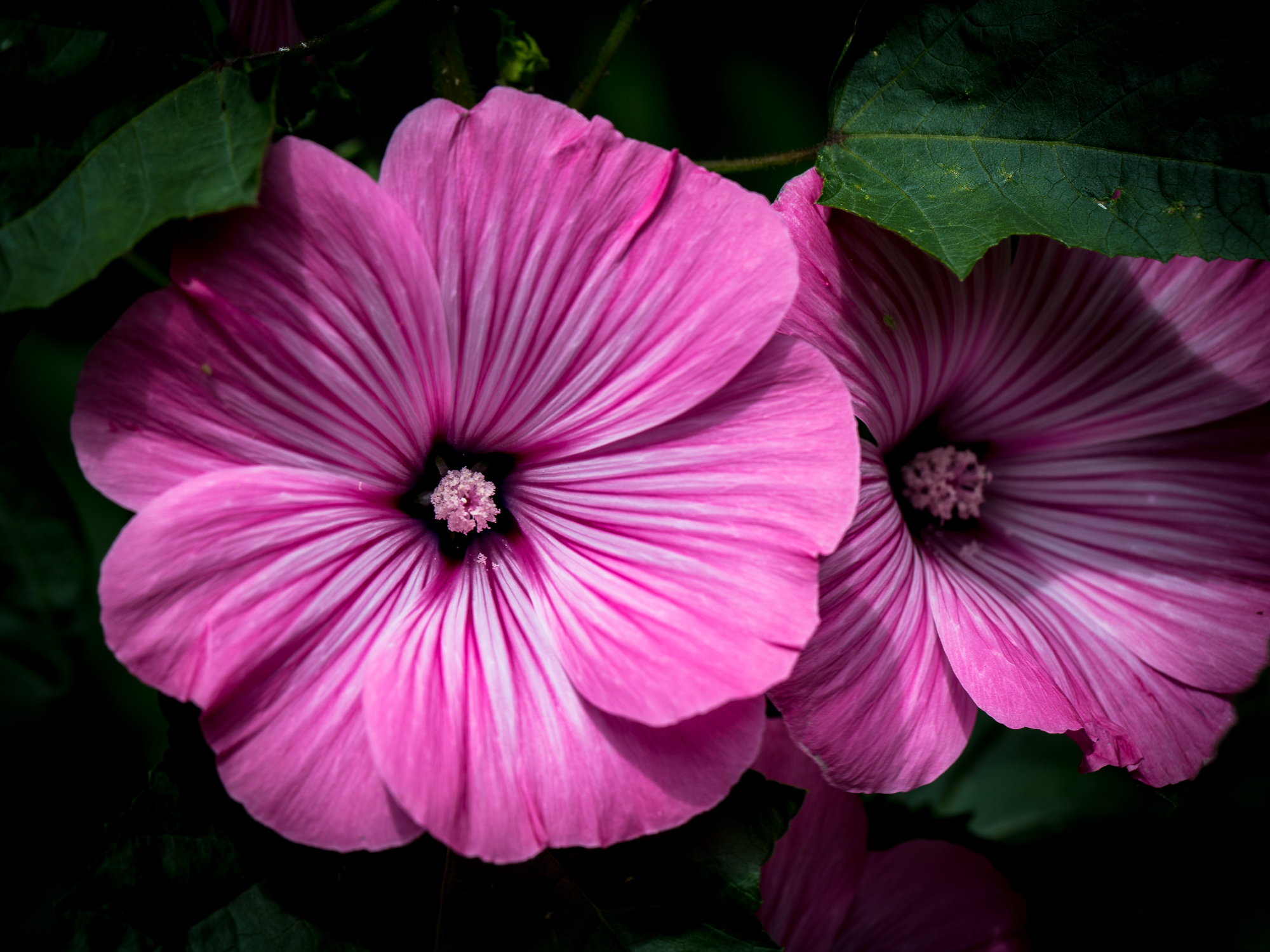 A Bloom of Lavatera