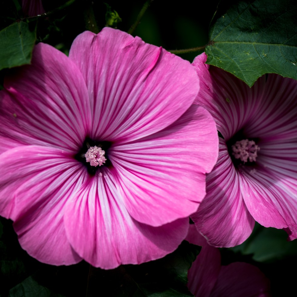 A Bloom of Lavatera