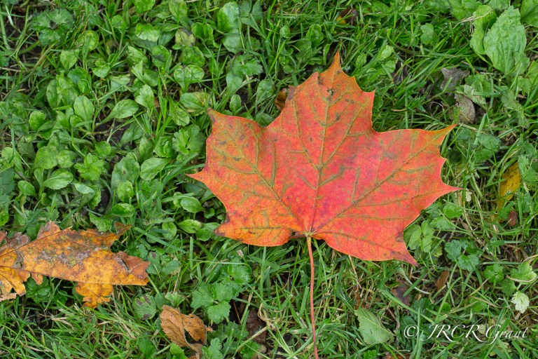 A red sycamore leaf lies on lush green grass
