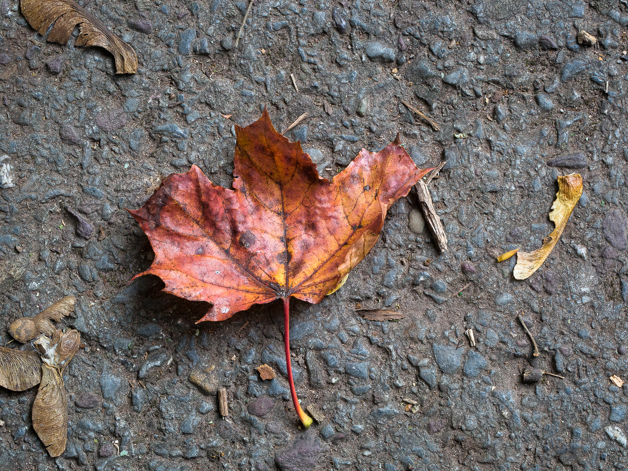 A sycamore leaf, stricken on a cold, hard, tarmac path