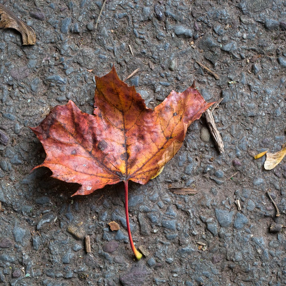 A sycamore leaf, stricken on a cold, hard, tarmac path