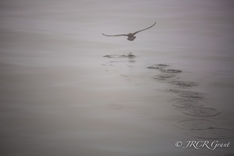 A Shearwater bird takes off from the ocean, leaving a trail of ripples in its wake