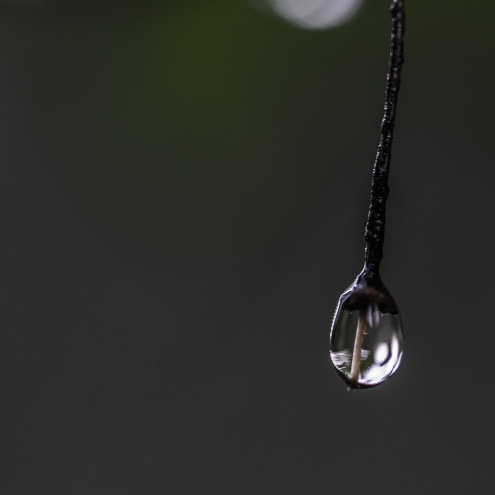 A drop of water holds on to a twig before dropping to the forest floor