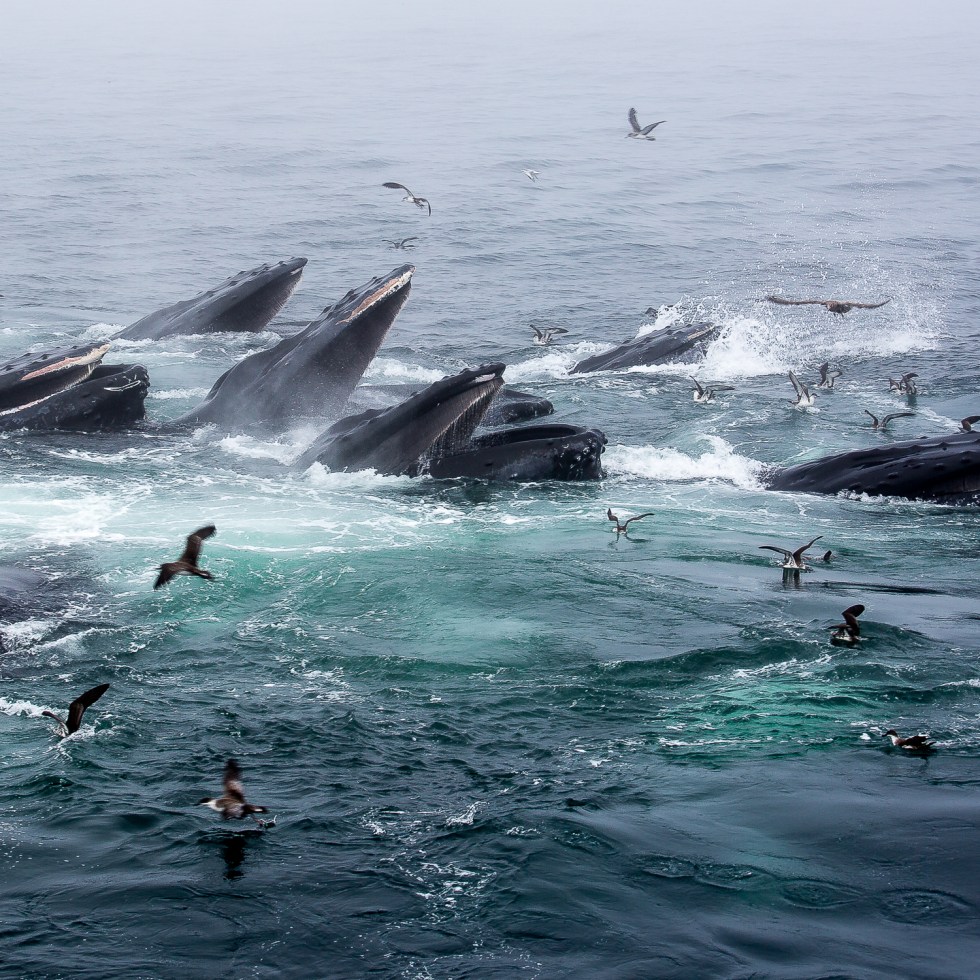 A feeding frenzy of Humpback Whales off Cape Cod