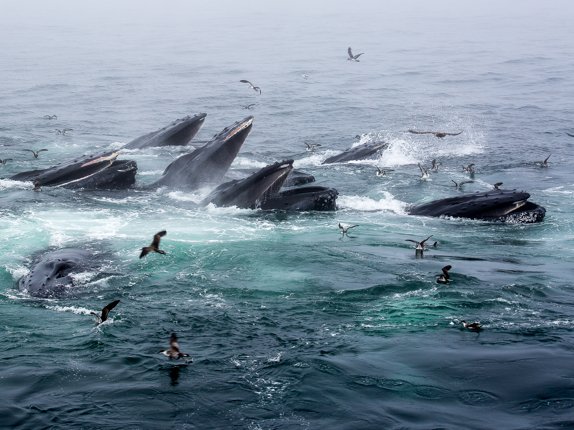A feeding frenzy of Humpback Whales off Cape Cod