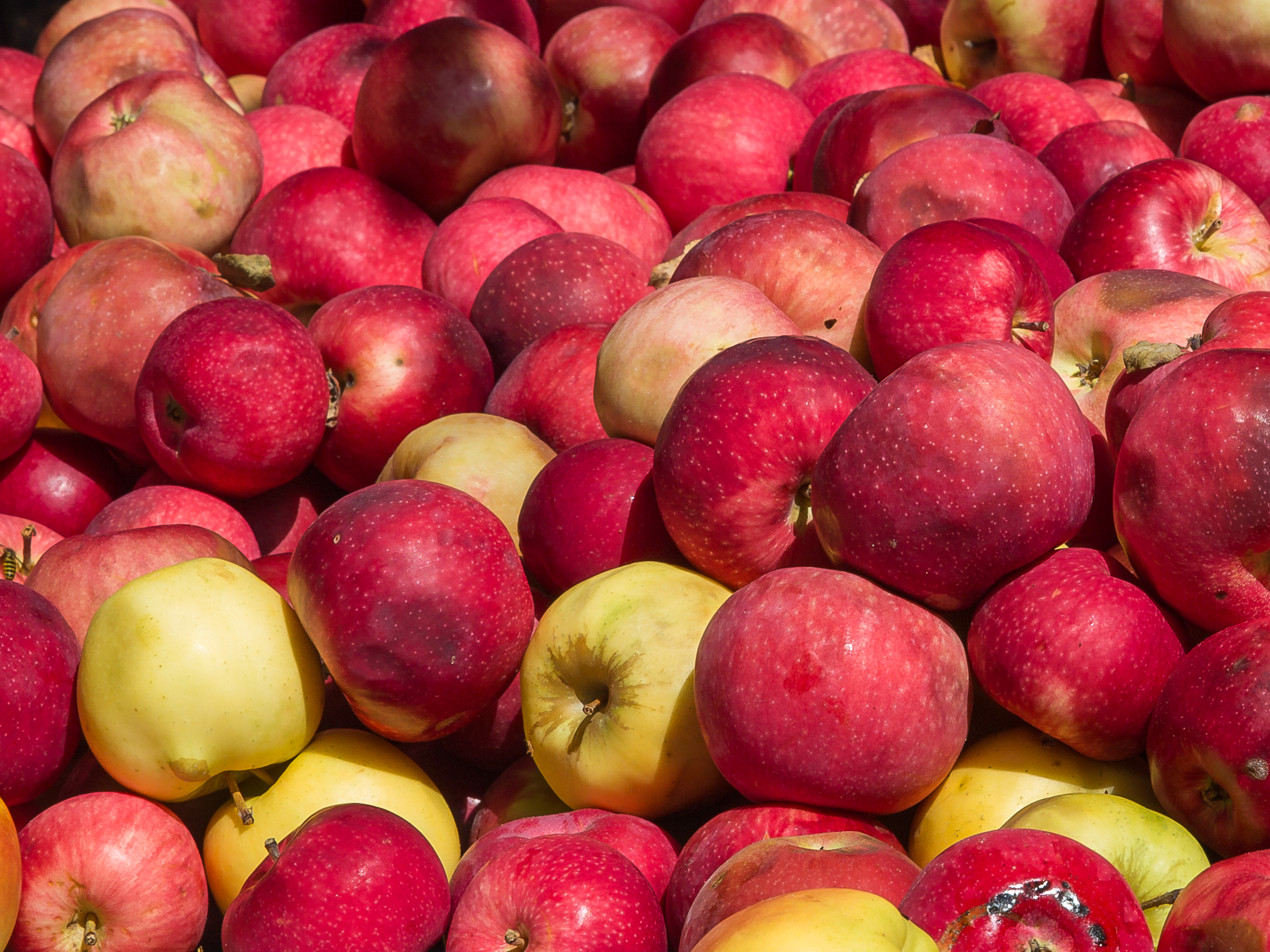 Apples from Vermont lie on the bed of a truck in Chester, Vermont