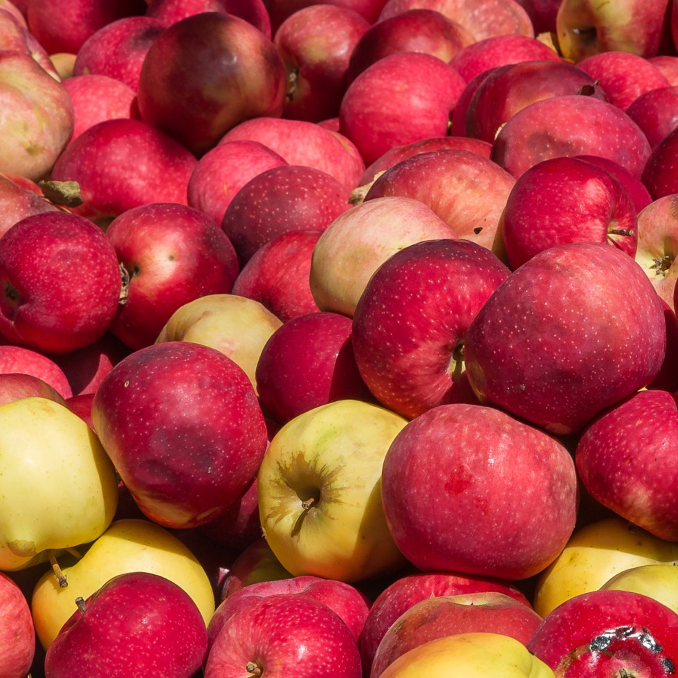 Apples from Vermont lie on the bed of a truck in Chester, Vermont