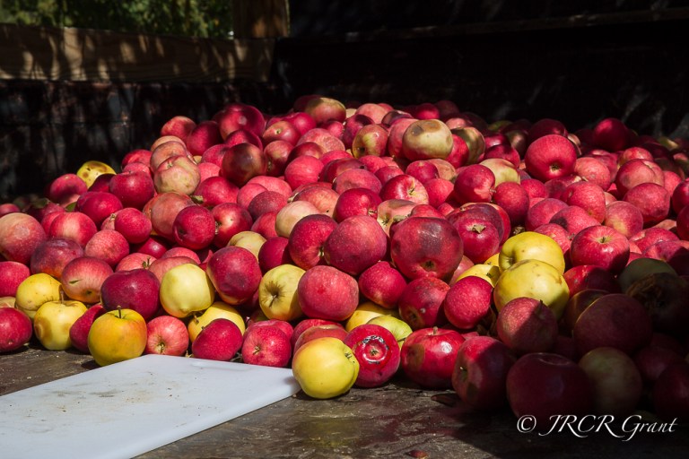 A mound of apples lies on a truck-bed in Chester, Vermont