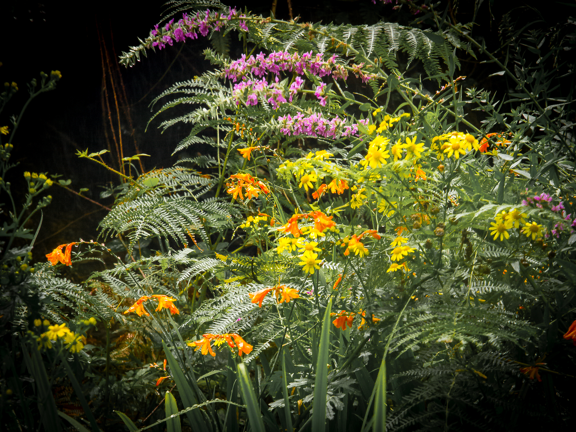 A riot of colours provided by wild flowers in West Cork, Ireland