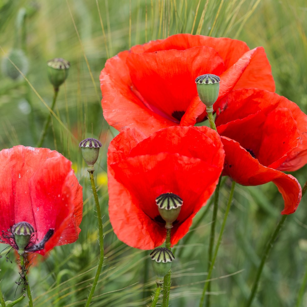 Poppies in a corn field, many dying