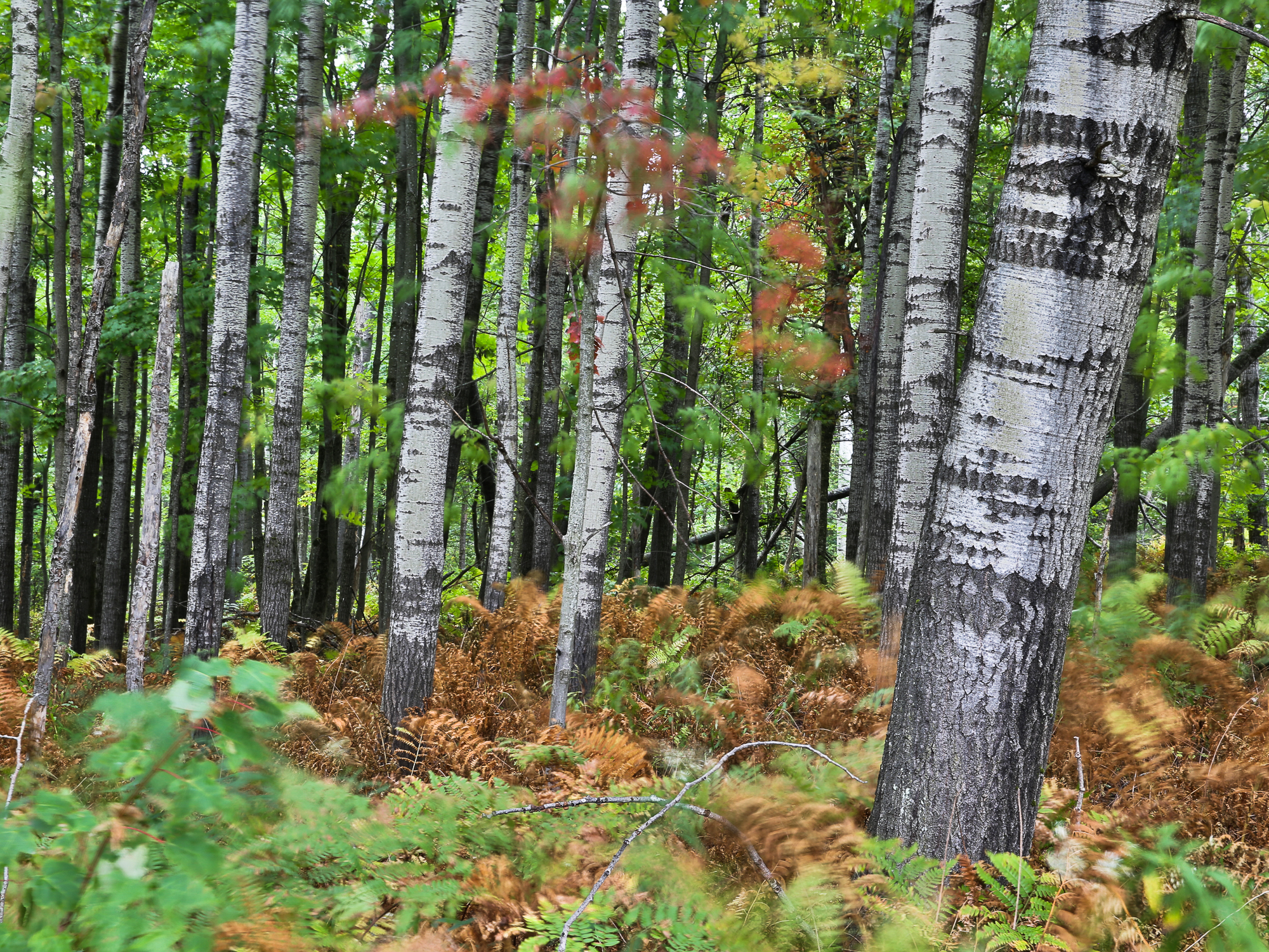Birch trees in Shrewsbury, Vermont