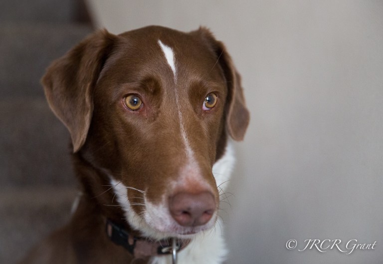 Head of a beautiful hound