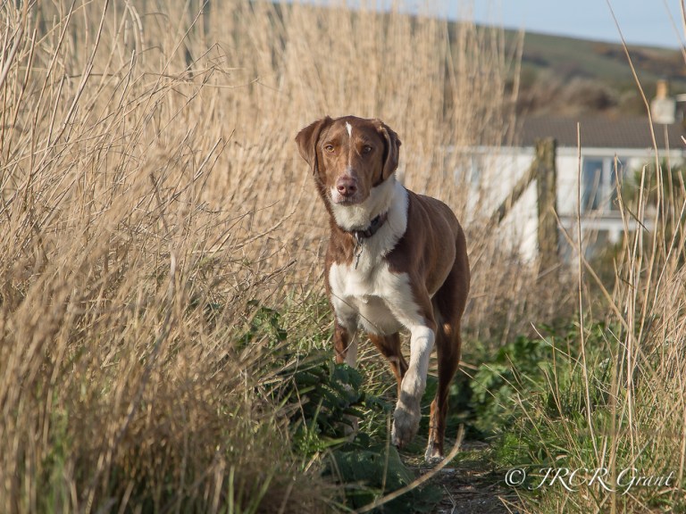 The Hound stalks in a reed bed