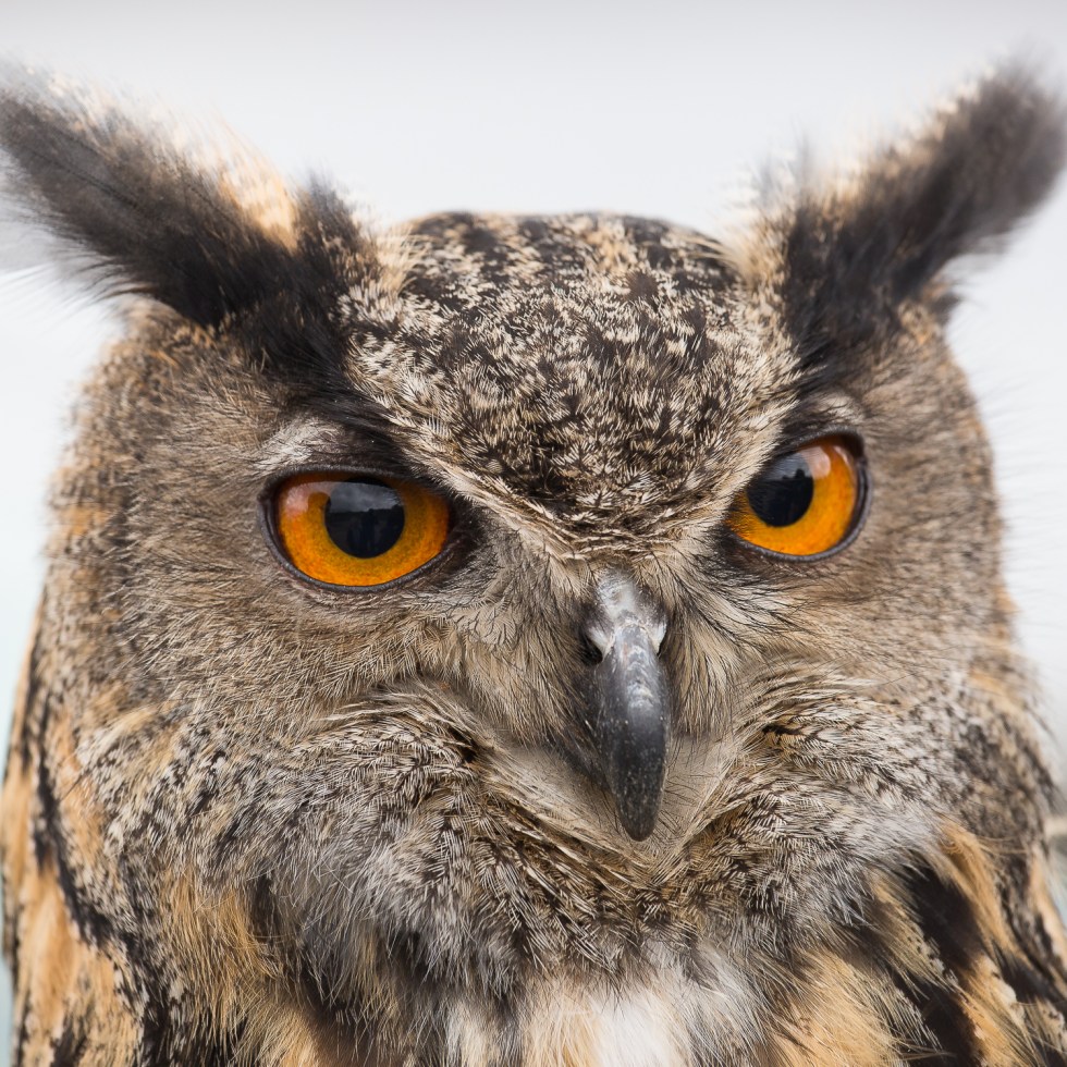 An Eagle Owl up close