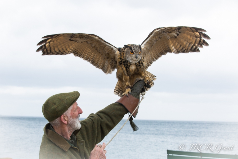 An Eagle Owl spreads its wings on the Isle of Arran