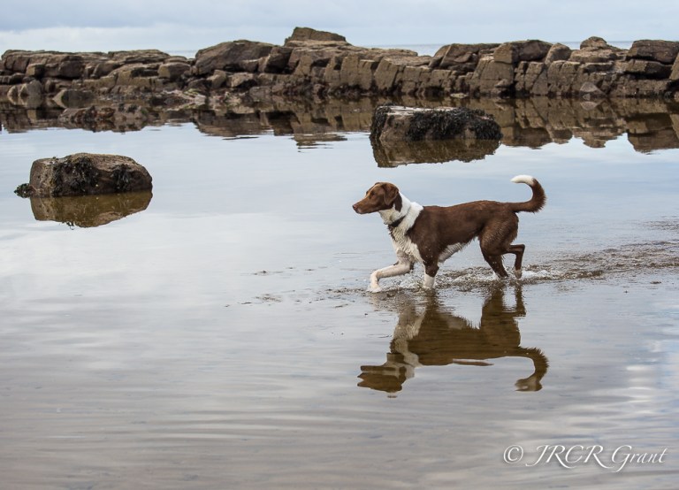 A dog enters the sea, its reflection being caught in the rippling motion